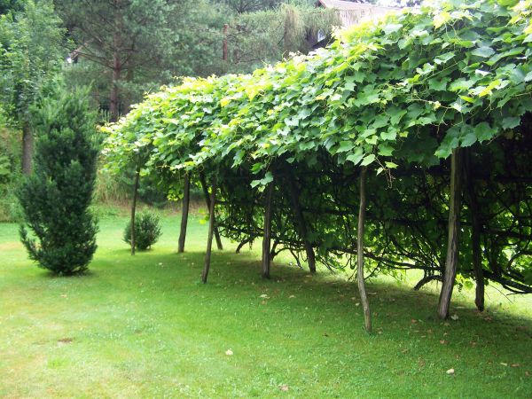 Winnice w Rudzie Kameralnej.