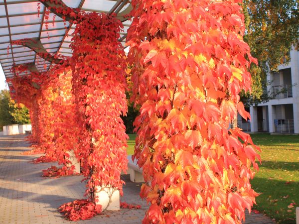 Kolegium Europejskie UAM w Gnieżnie.
