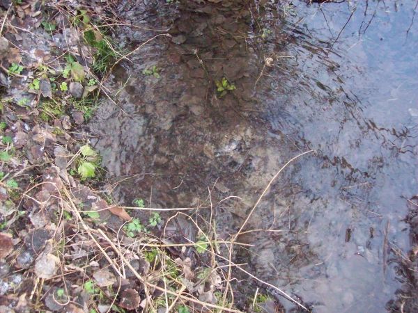 Tak wygląda żródełko 150m od leśniczówki.