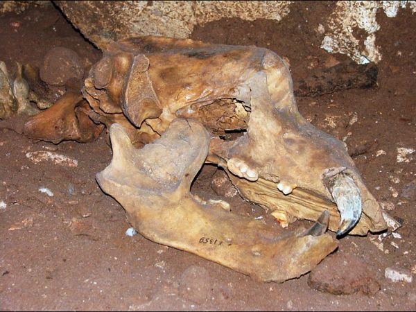 Jaskinia Niedżwiedzia (1)
Jaskinia Niedżwiedzia jest jedną z najdłuższych jaskiń polskich.
Łączna długość jej korytarzy wynosi ok. 2500 m.
Wejście do jaskini