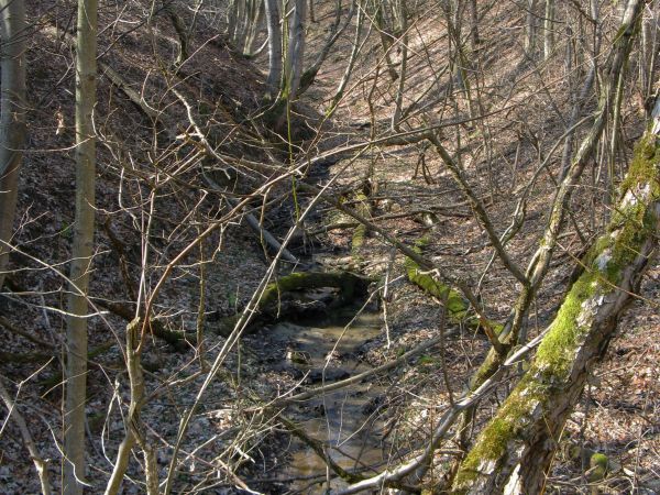 czahar - las drzew rozmaitego gatunku i potok Odrzin wieś kiedyś - przecinający. Nazwa "Odrzin" - to z ruska, a po polsku to Modrza - i płynie też przez m. Prus