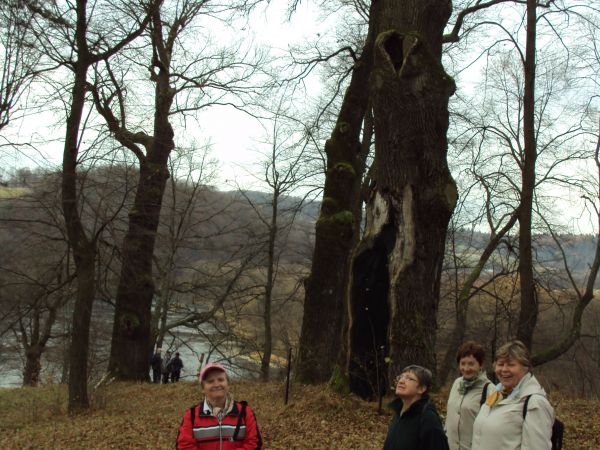 pośród pomnikowych drzew w parku pałacowym, w dole wartki nurt rzeki San.