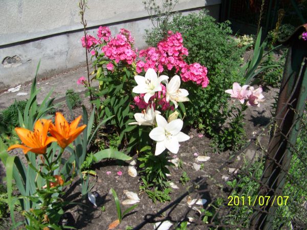 Ukwiecony ogródek przed domem