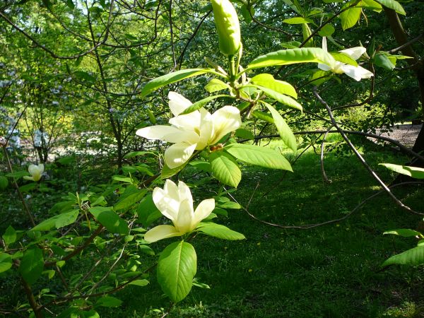 ŻÓŁTA MAGNOLIA W OGRODZIE BOTANICZNYM