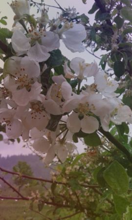 zdjecie Sromowce Niżne