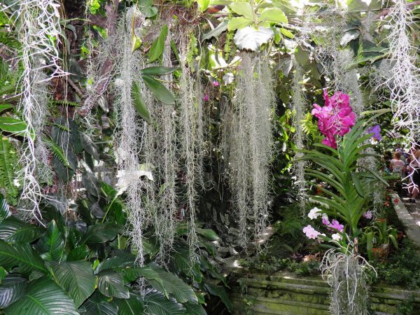 Zamek - Muzeum w Łańcucie. Storczykarnia