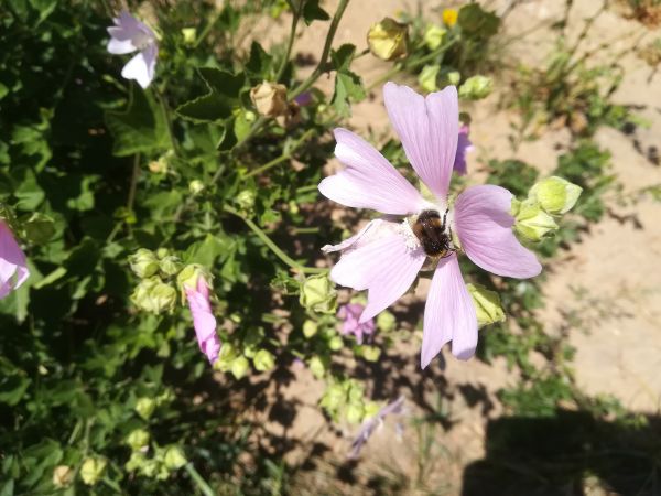 zdjecie Ozierany Małe