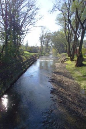 ze zbiorów prywatnych: z publikacji historycznych/przewodnickich - lata 60-te XX wieku, topola biała na podwórzu Spółdzielni Mleczarskiej w Rymanowie.