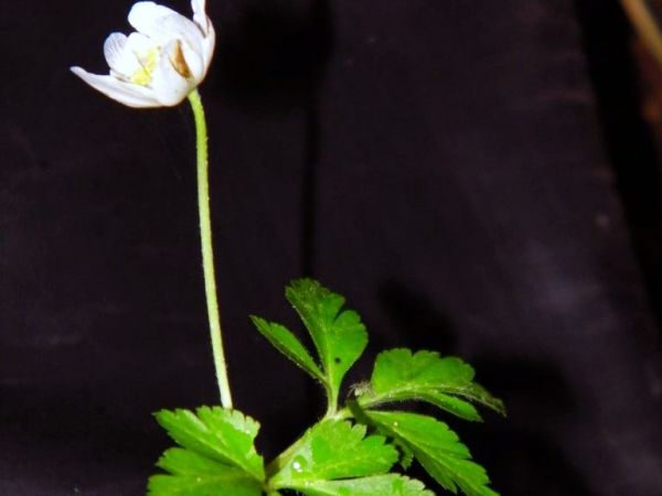 może ktoś wie co to za kwiat wrześniowo październikowy