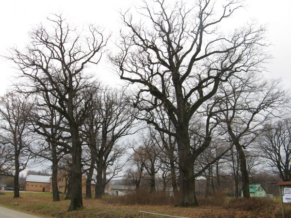 park dworski, drzewa w wieku 400-500 lat. Tam też słyszeliśmy o jeżach - tam ich dużo, ich kryjówkami są najczęściej sterty gałęzi, liści, zarośla bądź hałdy ko