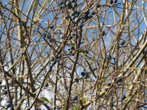 dzielić się nam kazano - toteż: spiżarnia dla ptactwa, witamin pełna...