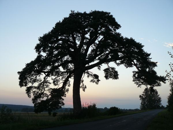 Nasza duma, o wyjątkowym kształcie sosna przy wjeździe do grodu mielnickiego, pomnik przyrody