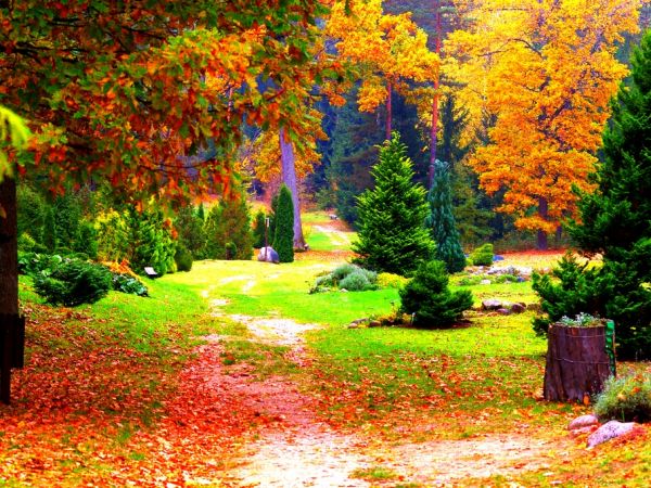 Arboretum jeśienią..