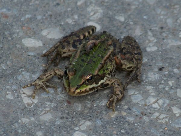 Żabka na betonie.
