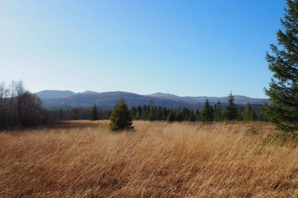 pasmo Bieszczad - widziane od torfowisk, dziś możliwe jest zwiedzanie po drewnianych pomostach i są dwie ścieżki - krótsza i dużo - dużo dłuższa.  Kiedyś były t