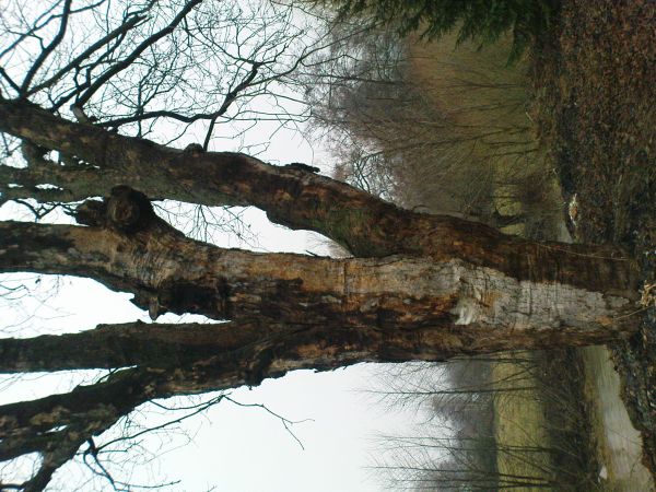 zdjecie Długopole Górne