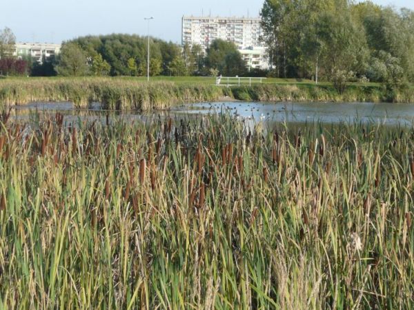 Staw na Sublach przy ulicy Stoczniowców 70