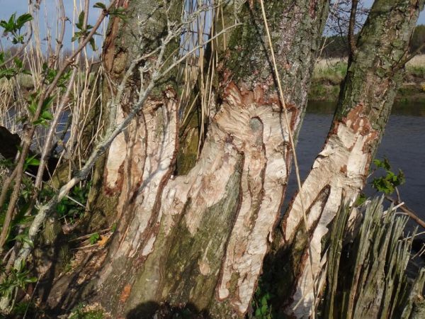 Okolice Stojcina, Rzeka Łupawa- ślady żerowania bobrów które pod wieczór można tu spotkać regularnie.