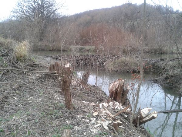 no widzicie, jakie zalewy potworzyły ! - jakie tamy pobudowały ! jakie tu terenu nawodnienie - one tu panami ! aktywne są tylko nocą i o zmierzchu, w czasie dni