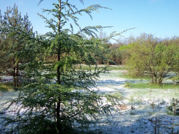 Zima w maju - łąka