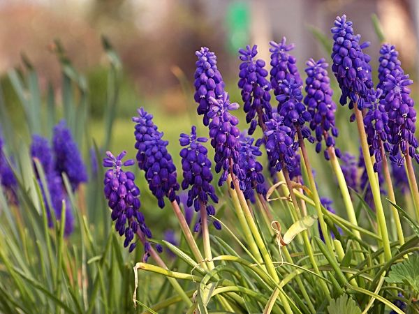 Święto kobiet blisko proponuje dzień wolny paniom