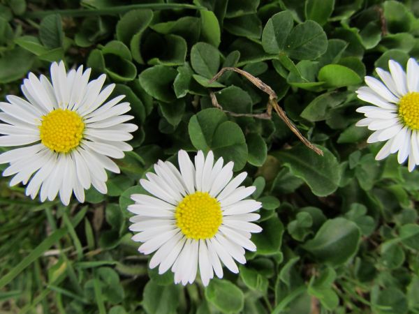 zdjecie Pietrzykowice