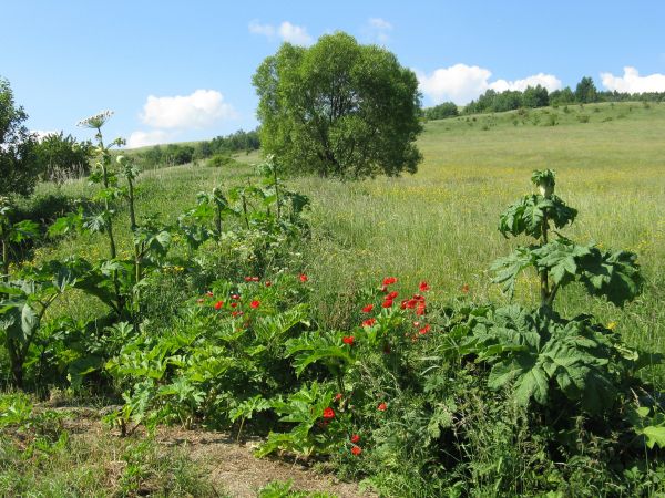 remizy śródpolne a w nich i "płodozmian" jakby "ubogacony" no bo i maki ale i też barszcz Sosnowskiego - intensywnie inwazyjny, wywodzi się z Kaukazu, na  dodat