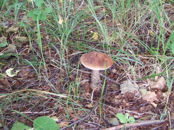 Kozak w przybrzeżnych zaroślach