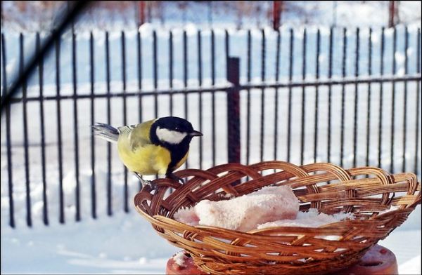 Dokarmianie sikorek zimą.