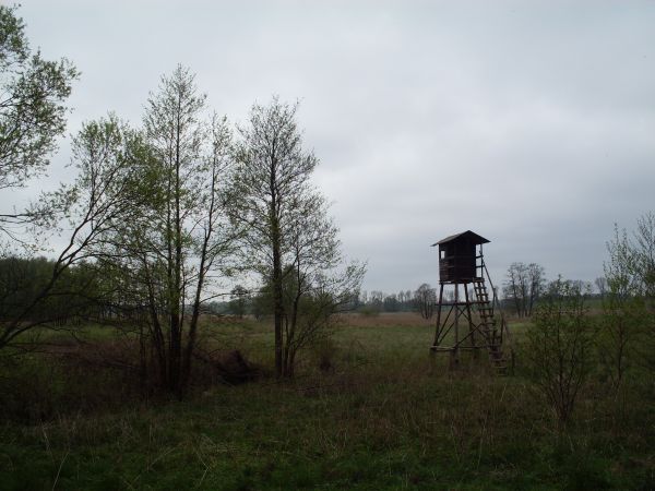 Ambona na łące nad RZeką Pasłęką.