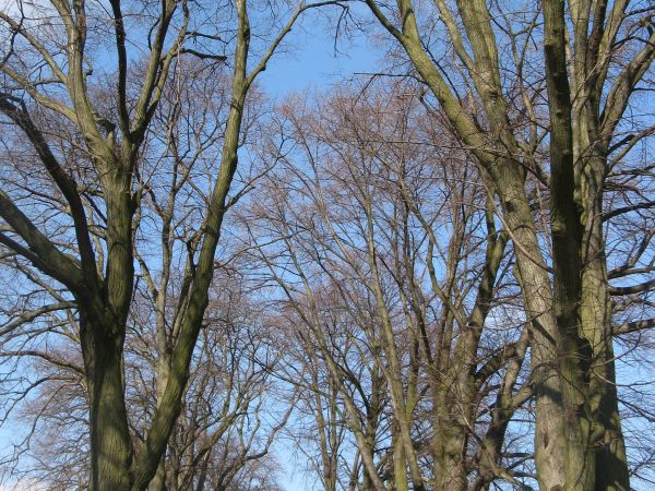 Piękna aleja lipowa - dojazdowa do folwarku - później: "rządcówki". Przez długie lata tam SKR działał - toteż konieczna była solidna droga no i płyty położono.