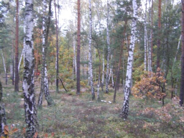 zdjecie Zalesie Górne