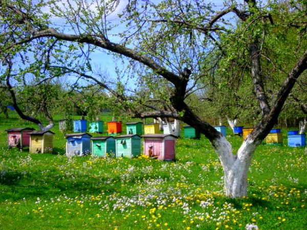 Sad w Małej Kamienicy