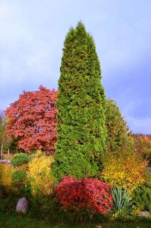 Klomb na Jodłowskim Rondzie