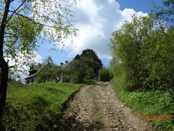Droga do Cisów Raciborskiego.