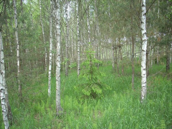 zdjecie Piłatowszczyzna