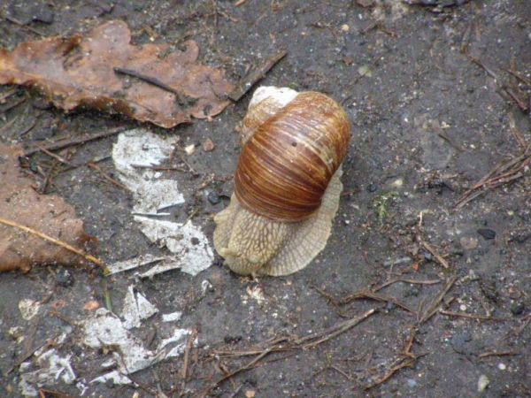 zdjecie Zalesie Górne