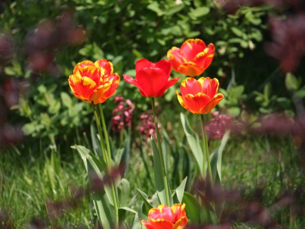 zdjecie Tyniewicze Duże