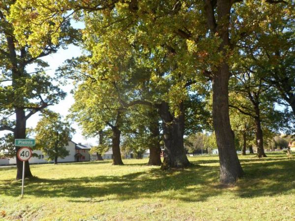 ... żeby jasność była - to są dęby z Pielni - pomnikowe dęby !