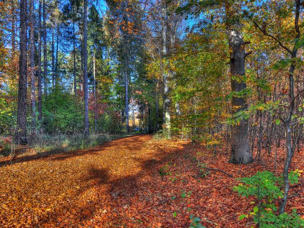 zdjecie Wodzisław Śląski