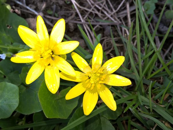 Pierwsze wiosenne kwiaty w Pawłowie .