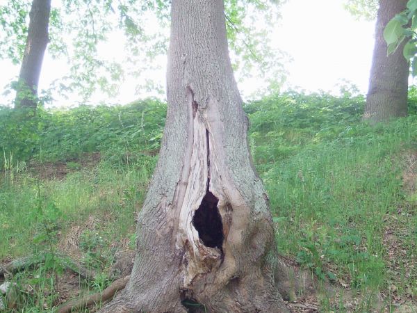 zdjecie Sulechów