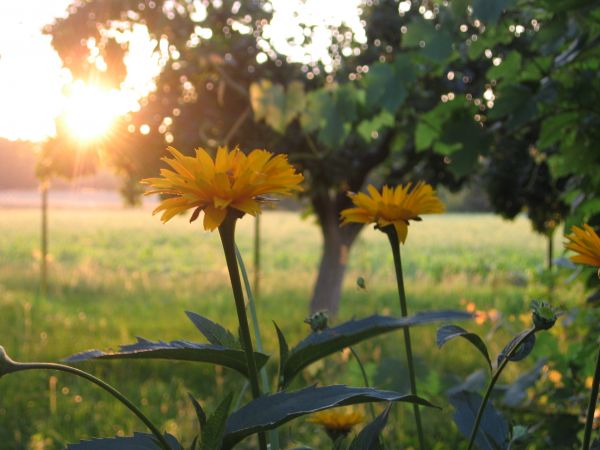 Lipcowy zachód słońca:-)