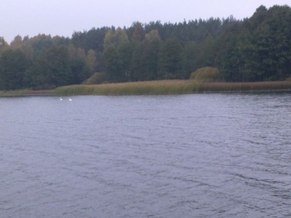 Opustoszało jezioro w Szczekarzewie / pozostały tylko łabędzie/