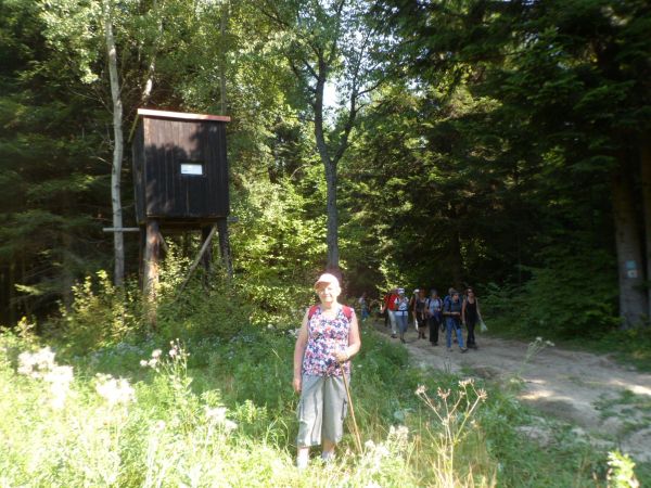 na drzewie przy drodze po prawej są naniesione oznaczenia szlaku i ścieżki edukacyjnej a tu : n/z przed amboną myśliwską w narożniku poletka ogryzowego.