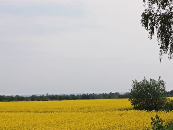 Widok na Wysoczyznę Elbląską