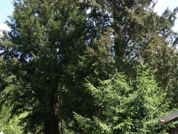 Cisy , z południowej strony