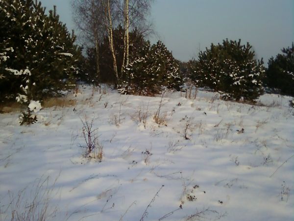 Kornelin w zimowej szacie