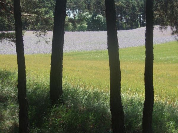 Półkoty- las sosonowo- mieszany