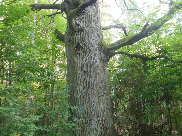 Kilkuset letni, święty dąb rosnący w Puszczy Knyszyńskiej w pobliżu Rudawki. W pobliżu wsi jest 9 podobnych dębów.